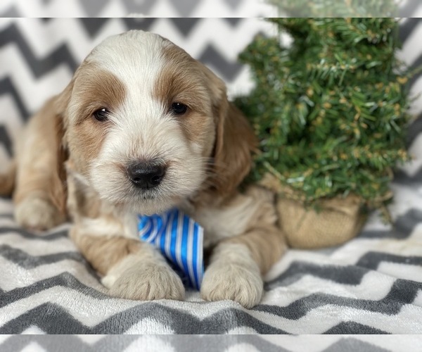 Medium Photo #3 Goldendoodle-Poodle (Miniature) Mix Puppy For Sale in CEDAR LANE, PA, USA