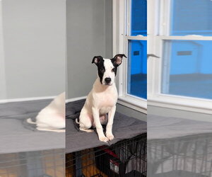 American Pit Bull Terrier Dogs for adoption in Southbury, CT, USA