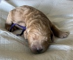 Small Photo #55 Goldendoodle Puppy For Sale in PHOENIX, AZ, USA