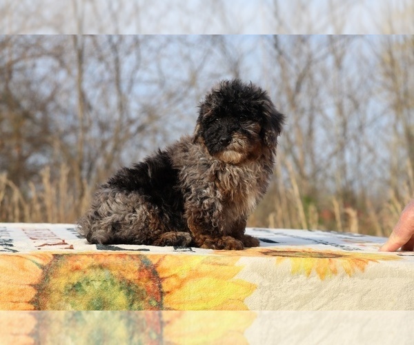 Medium Photo #5 ShihPoo Puppy For Sale in DYERSBURG, TN, USA