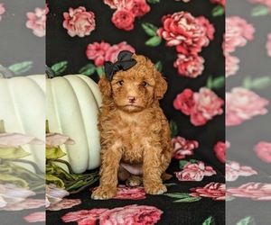 Goldendoodle (Miniature) Puppy for sale in KIRKWOOD, PA, USA