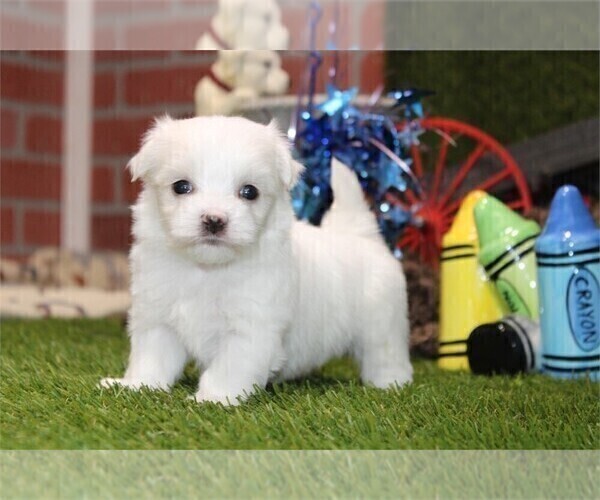 Medium Photo #9 Maltese Puppy For Sale in BOSTON, MA, USA