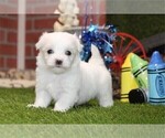 Small #8 Maltese