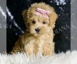 Small #1 Maltipoo