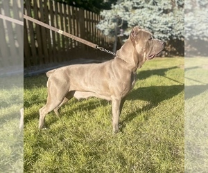Mother of the Cane Corso puppies born on 01/22/2024