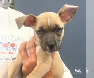 Mutt Dogs for adoption in Washington, DC, USA