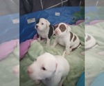 Small #3 American Bully