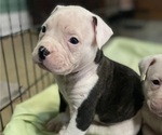 Puppy Solo American Bulldog