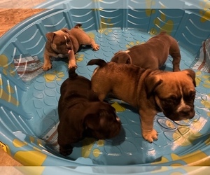American Bully Puppy for sale in MCKINNEY, TX, USA