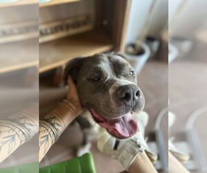 Bubba Bear - Male American Pit Bull Terrier Dog for Adoption - Photo #3