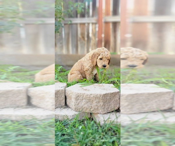 Full screen Photo #8 Goldendoodle Puppy For Sale in PERRIS, CA, USA