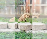 Small Photo #8 Goldendoodle Puppy For Sale in PERRIS, CA, USA