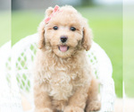 Puppy Sparkle AKC Poodle (Miniature)