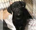 Small #1 Labrador Retriever Mix