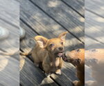 Small #4 Chihuahua Mix