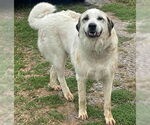 Small Great Pyrenees Mix