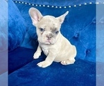 Small Photo #4 French Bulldog Puppy For Sale in EMPIRE STATE, NY, USA