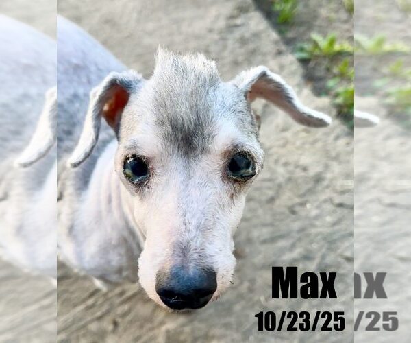 Medium Photo #1 Poodle (Miniature) Puppy For Sale in Berlin, MD, USA