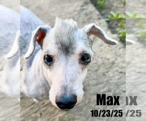 Poodle (Miniature) Dogs for adoption in Berlin, MD, USA