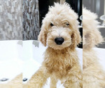 Small Photo #1 Goldendoodle Puppy For Sale in ATHENS, TN, USA
