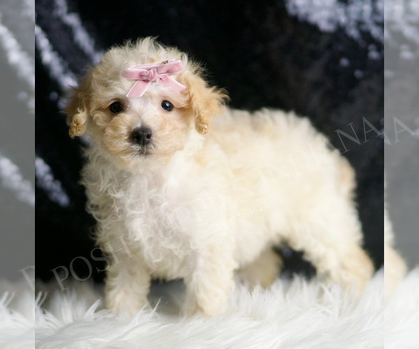 Medium Photo #4 Maltipoo Puppy For Sale in WARSAW, IN, USA