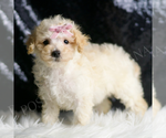 Small Photo #131 Maltipoo Puppy For Sale in WARSAW, IN, USA