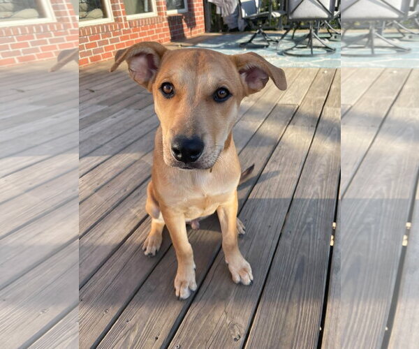 Medium Photo #3 Labrador Retriever-Unknown Mix Puppy For Sale in Germantown, OH, USA