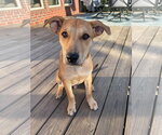 Small Photo #3 Labrador Retriever-Unknown Mix Puppy For Sale in Germantown, OH, USA