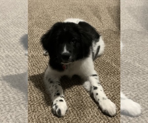 Pyredoodle Puppy for sale in TROY, IL, USA