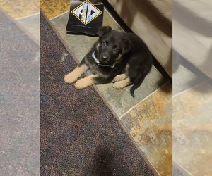 German Shepherd Dog Puppy for sale in CITY OF SPOKANE VALLEY, WA, USA