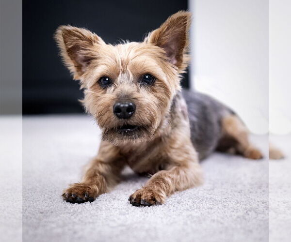 Medium Photo #3 Mutt Puppy For Sale in Allentown,, PA, USA