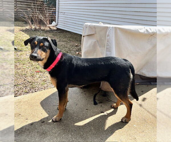 Medium Photo #4 Mutt Puppy For Sale in Genesee, WI, USA