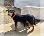 Small #3 Mutt