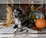 Small Photo #5 Miniature Labradoodle Puppy For Sale in MILLERSBURG, OH, USA