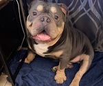 Small Photo #1 American Bully Puppy For Sale in LAKE WORTH, FL, USA