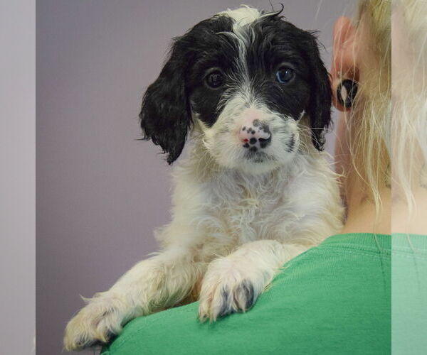 Medium Photo #4 Spaniel-Unknown Mix Puppy For Sale in Huntley, IL, USA