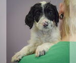 Small #3 Spaniel Mix