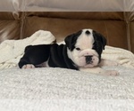 Puppy Oreo Bulldog