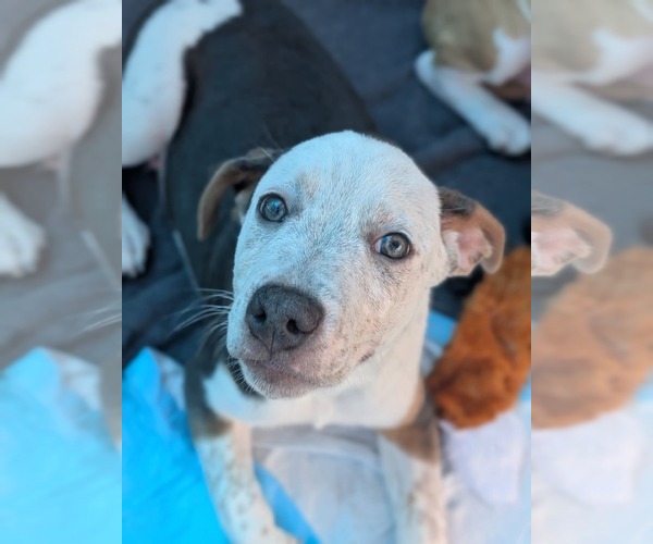 Medium Photo #8 Mutt Puppy For Sale in Holly Springs, NC, USA