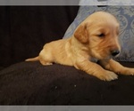 Small Photo #26 Golden Retriever Puppy For Sale in CLAREMORE, OK, USA