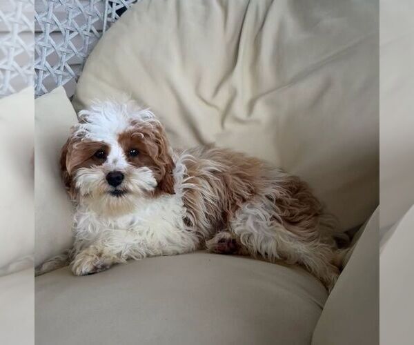 Medium Photo #3 Cavapoo (Miniature) Puppy For Sale in NEWPORT, PA, USA