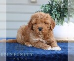 Small #3 Goldendoodle (Miniature)