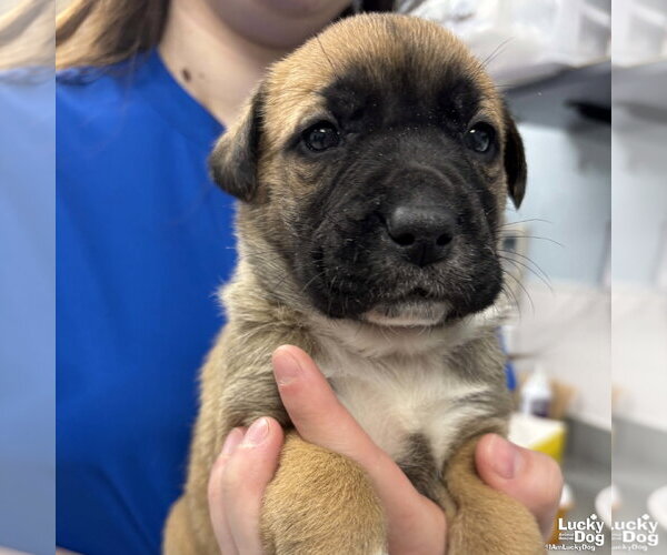 Medium Photo #1 Lab-Pointer Puppy For Sale in Washington, DC, USA