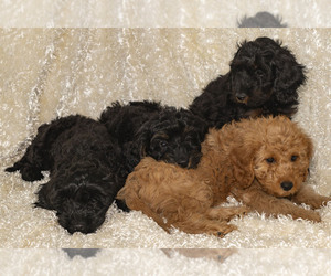 Golden Cavadoodle Litter for sale in SAINT MARYS, KS, USA