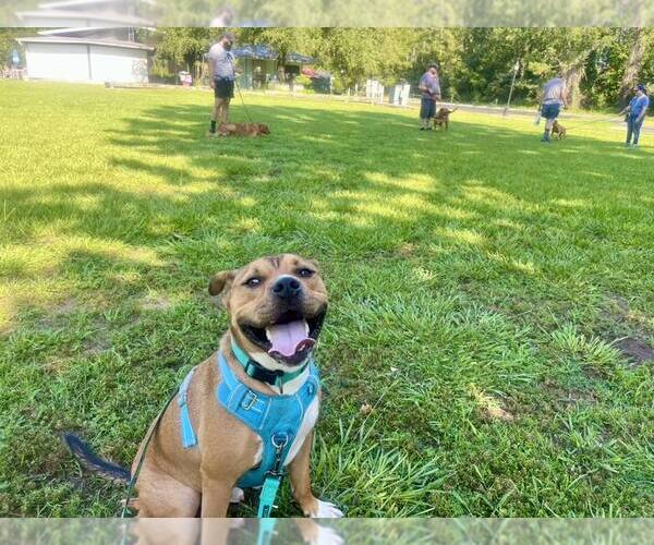 Medium Photo #4 Mutt Puppy For Sale in  Gainesville, FL, USA