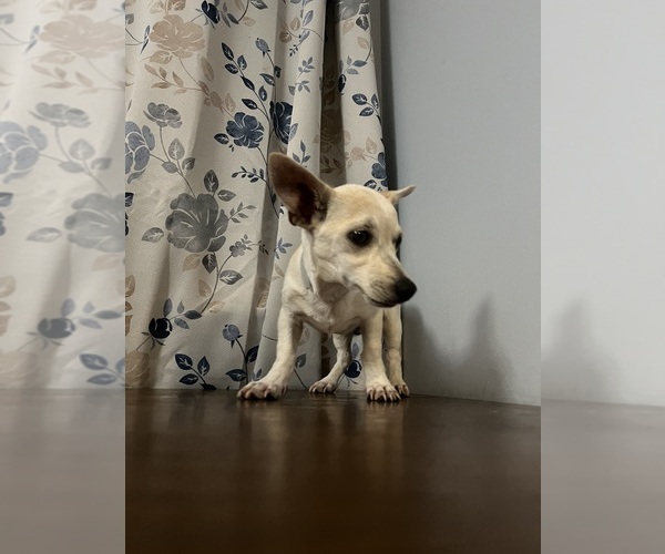 Medium Photo #28 Chihuahua Puppy For Sale in DURHAM, CT, USA