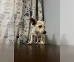 Small #27 Chihuahua