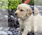 Puppy Colby Golden Retriever
