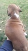 Small Photo #2 Boxer Puppy For Sale in KENNEWICK, WA, USA