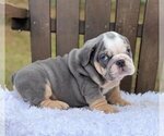 Small Photo #4 Bulldog Puppy For Sale in ATL, GA, USA